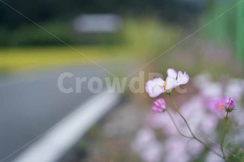 가을,autumn,flower,cosmos,코스모스,감성,스냅,스냅사진,가을,계절,fall,autumn,season,식물,자연,plants,nature,꽃,flower,blossom,geranium,제라늄,plant