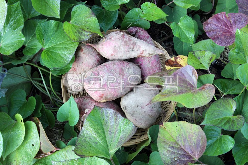 chestnut sweet potato,sweet potato stem,sweet potato,Sweet potato farming,Sweet Potato Harvest,plant,sweet potato field,leaf