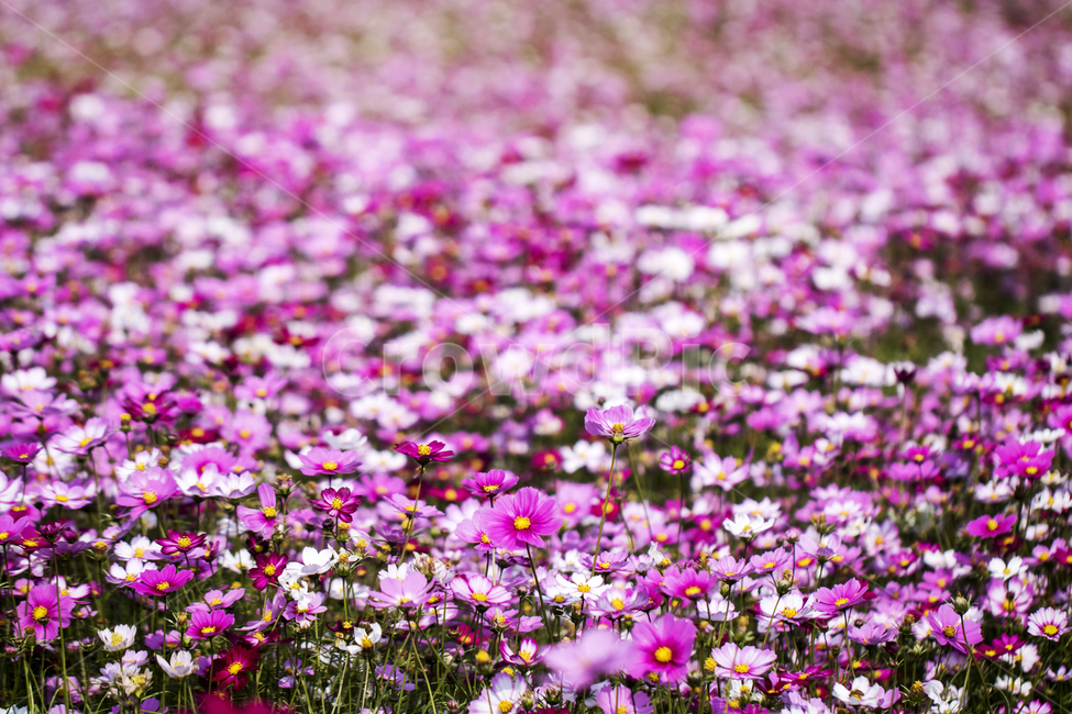 코스모스,꽃밭,꽃,식물,자연,가을,가을,계절,fall,autumn,season,식물,자연,plants,nature,꽃,flower,plant,petal,꽃잎,blossom