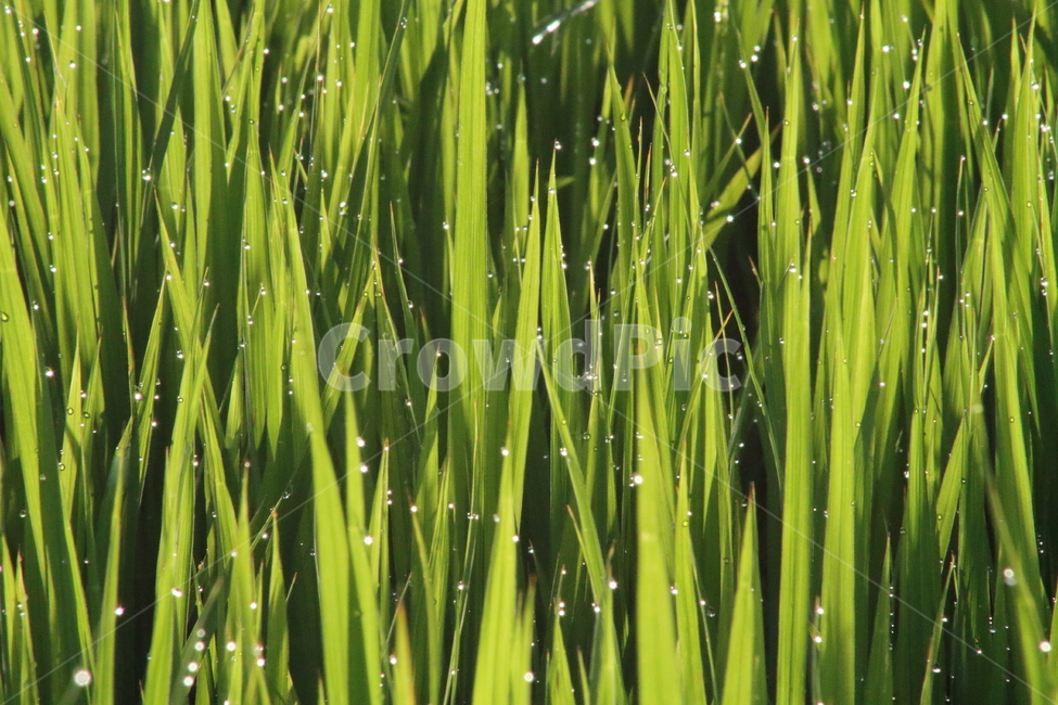벼,이슬,아침,oryzasativa,dew,식물,자연,plants,nature