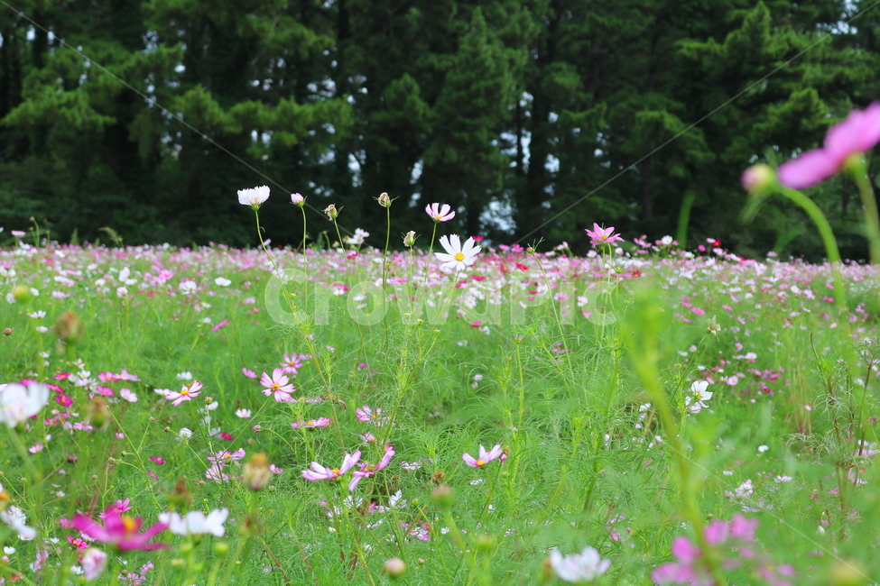 꽃,코스모스,코스모스꽃,식물,자연,풍경,국화과,가을,꽃밭,식물,자연,plants,nature,꽃,flower