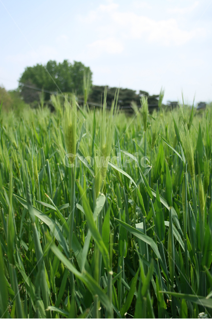 보리밭,보리,청보리,공원,하늘,초록,식물,자연,plants,nature