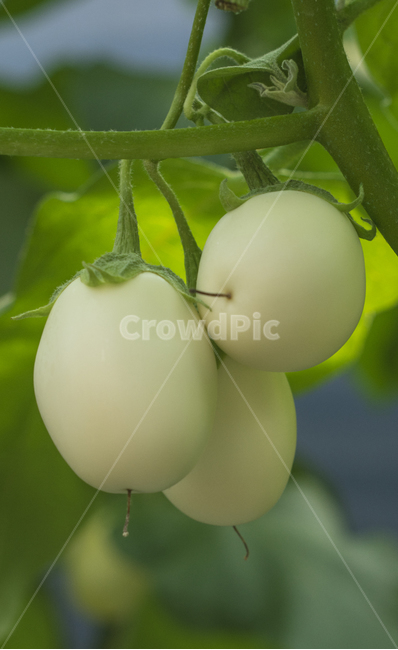 가지,계란가지,가지밭,흰가지,식물,plant,채소,야채,vegetables