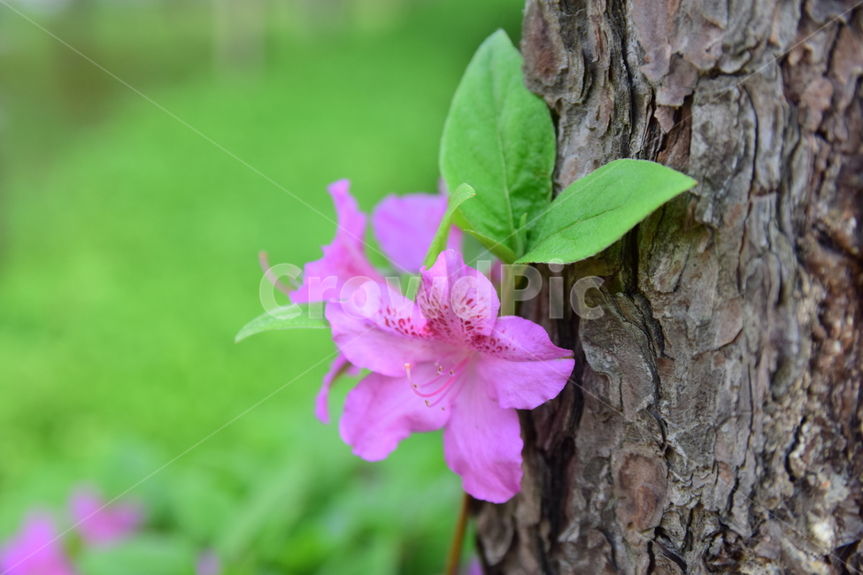 철쭉,진달래,꽃,빨간꽃,식물,자연,보라색,핑크,plant,nature,flower,네이처,플랜트,배경,화사한,식물,자연,plants,nature,꽃,flower