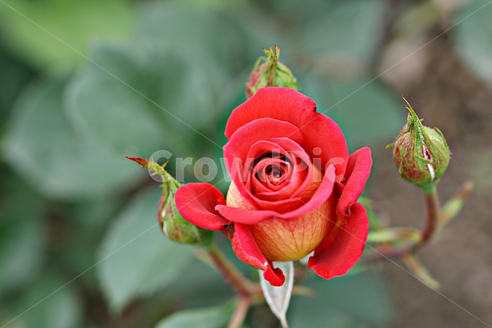 장미,플라워,축제,고백,아름다움,봄,식물,식물,자연,plants,nature,꽃,flower