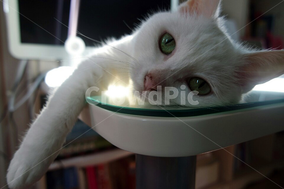 고양이,동물,흰색고양이,나른한,터키쉬앙고라,앙고라