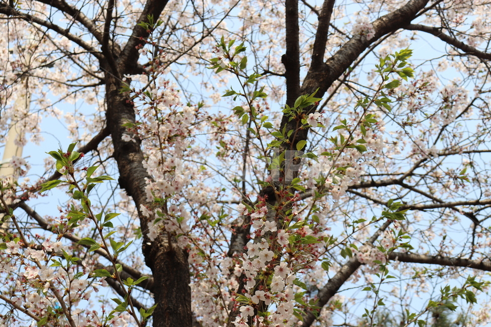 꽃,식물,봄,벚꽃,벚꽃나무,꽃구경,나들이,plant