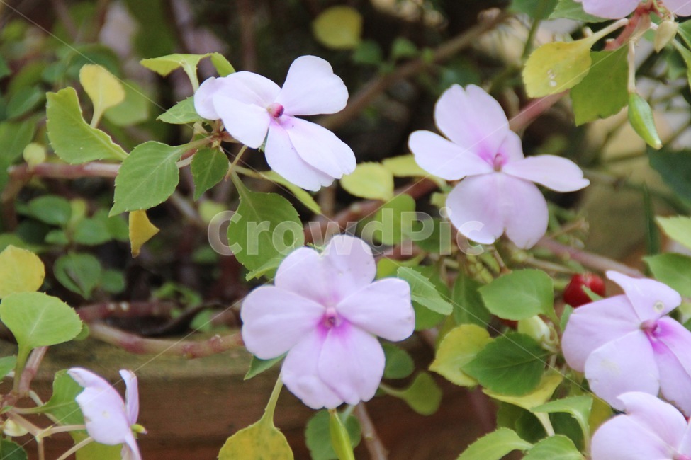 blossom,geranium,제라늄,flower,꽃,plant,식물,식물,자연,plants,nature,꽃,flower