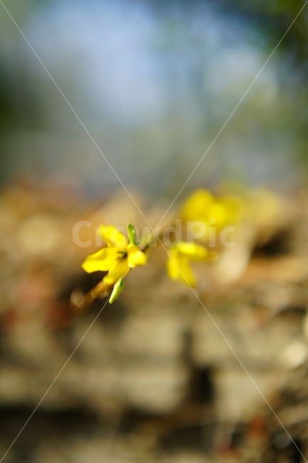 개나리,봄꽃,노랑,노란색,봄,식물,자연,plants,nature,감성,sensible,feeling,봄,계절,spring,season,꽃,flower,plant,blossom,petal,꽃잎