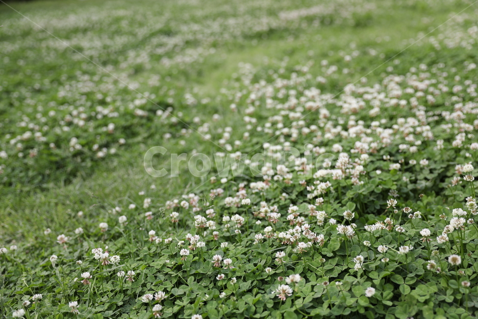 숲,잔디,꽃밭,풍경,자연,웰빙,식물,자연,plants,nature,꽃,flower