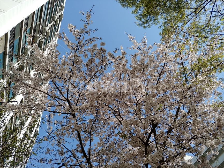 봄,벚꽃,벚나무,하늘,하얀,꽃잎,맑은,푸른