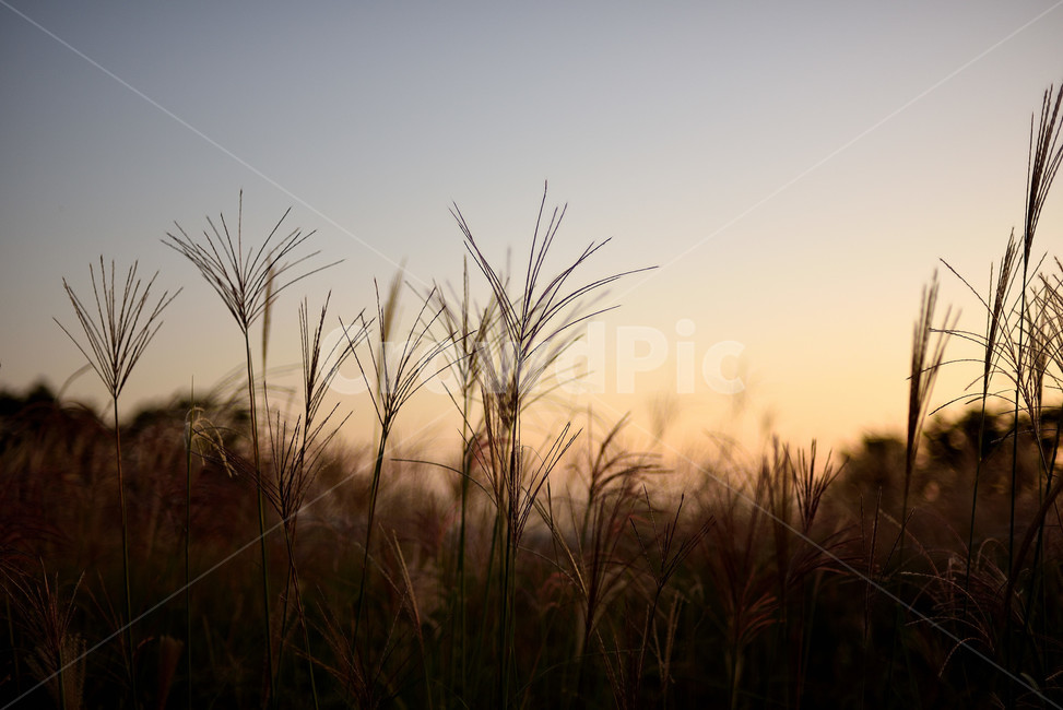 억새,갈대,가을,하늘공원,노을,억새밭,식물,자연,plants,nature,실루엣,그림자,silhouette,shadow