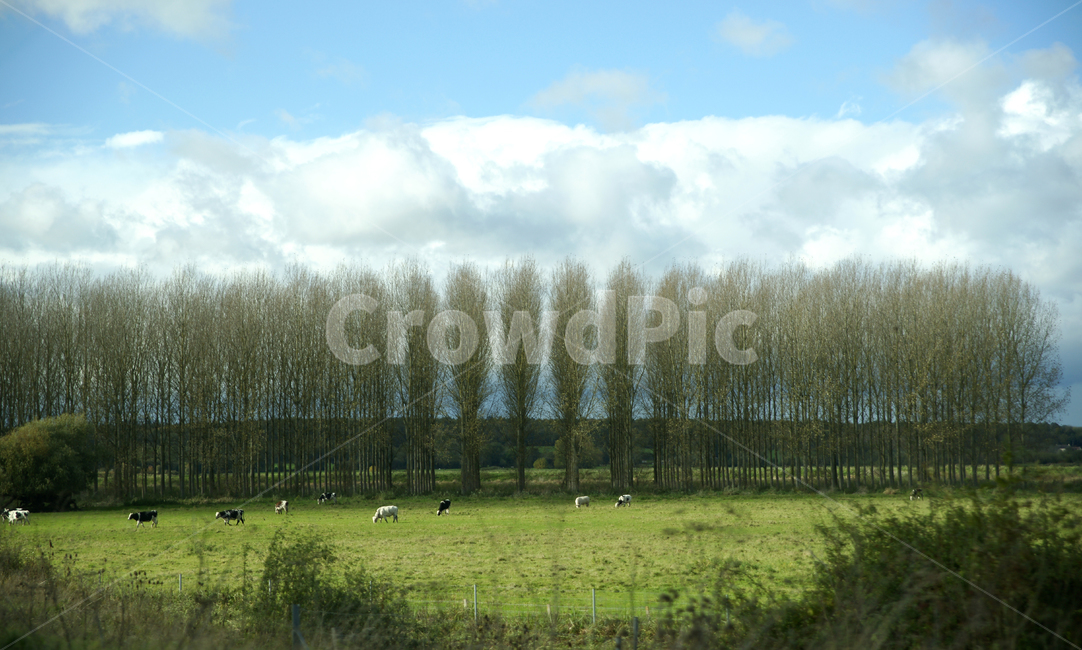 nature,자연,field,들,outdoors,animal,목초지,grassland,옥외,동물,cow,소,cattle,가축,countryside,포유류,mammal,farm,농장,rural,유럽,프랑스,가을,하늘,구름,맑음,세계자연풍경,해외자연풍경,외국자연풍경,world nature landscape
