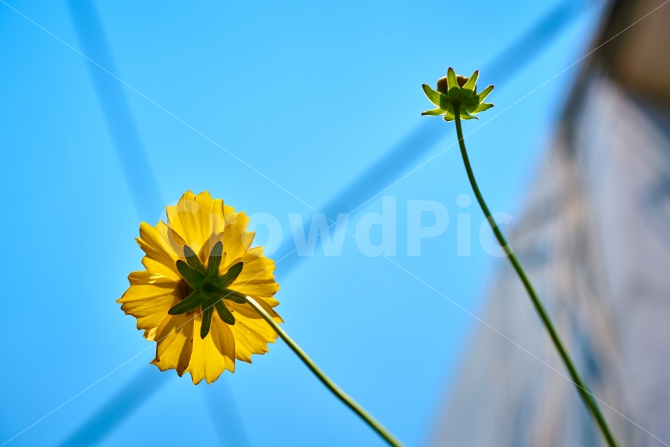 sky,chrysanthemum flower,Chrysanthemum,yellow flower,Sky blue,flower