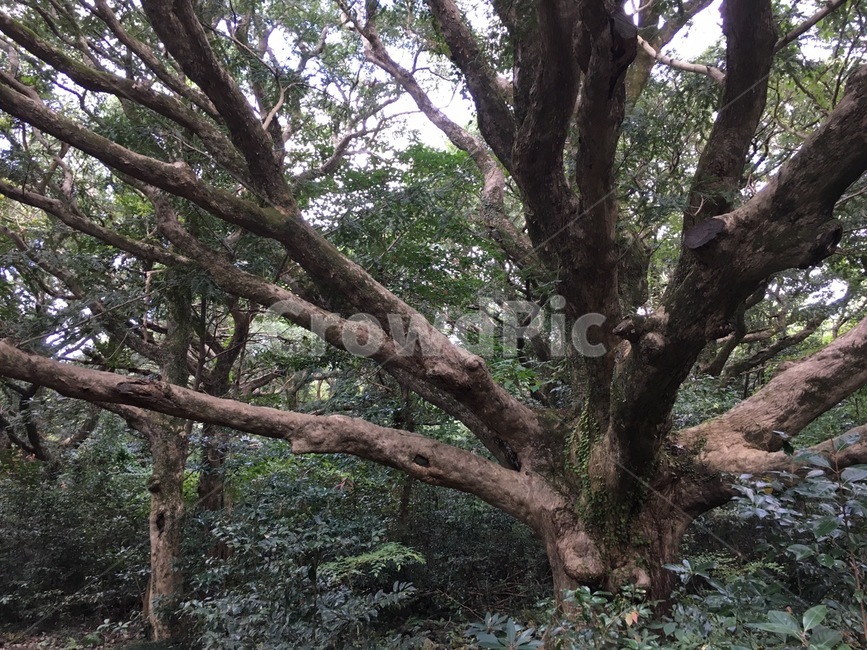 비자림,제주도,나무,숲,가지,초록,그린,식물,자연,plants,nature,나무,trees,wood