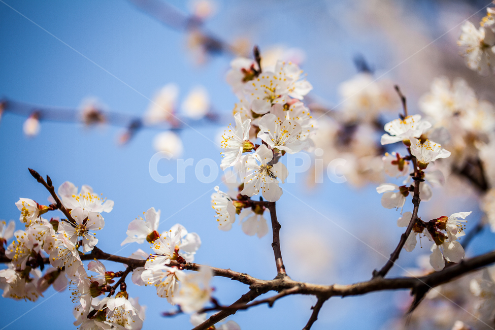 벚꽃,plant,식물,나무,봄,tree,flower