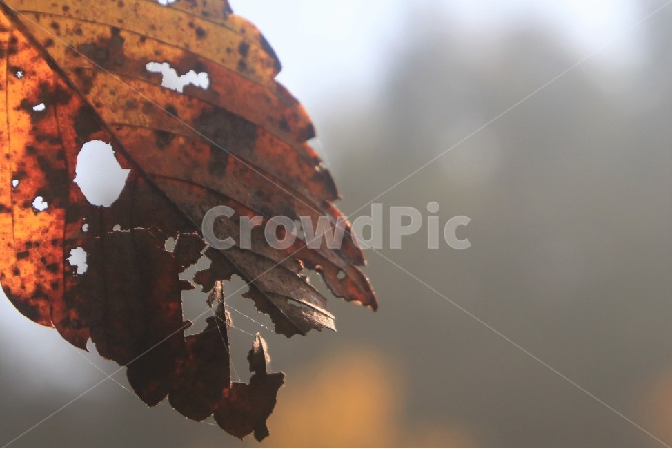 낙옆,leaf,잎,가을,붉은색,겨울,잎새,가을,계절,fall,autumn,season