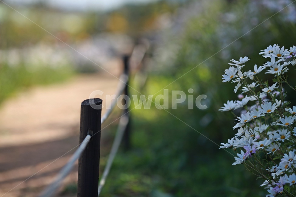 풍경,경치,구절초,고잔역,흰꽃,식물,자연,plants,nature,꽃,flower