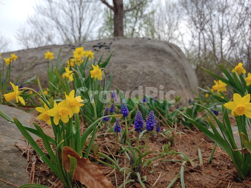 수선화,narcissus,꽃,flower,봄,봄날,spring,식물,정원,garden,plant,돌,바위,rock,노랑,보라,자연,nature,수목원
