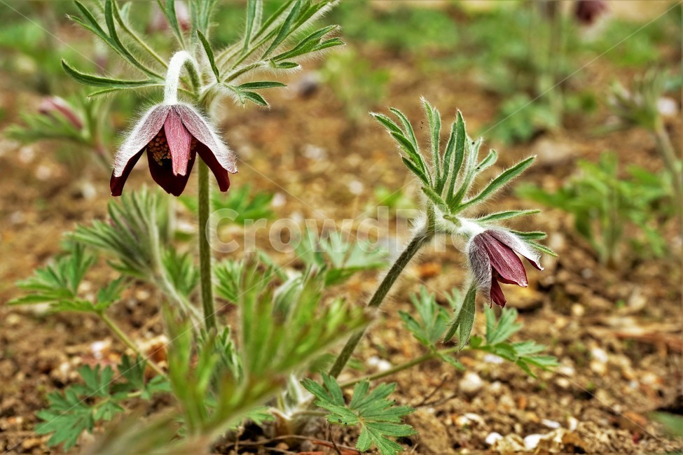 할미꽃,솜털,봄,봄꽃,자연,식물,꽃,plant,암술,수술,Pulsatillakoreana,한국특산,백두옹,독초,강장제,화왕계,여러해살이풀,미나리아재비과,쌍떡잎식물,흰털,할머니머리카락,흰머리,노인,꼬부랑,한방약재,할머니