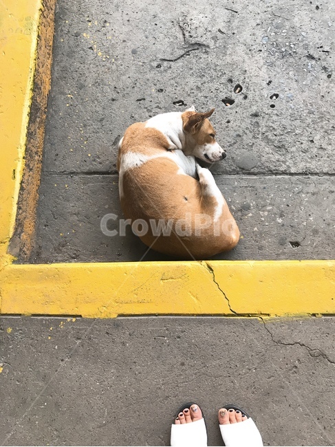 강아지,낮잠,그늘,발,dog,shade,nap