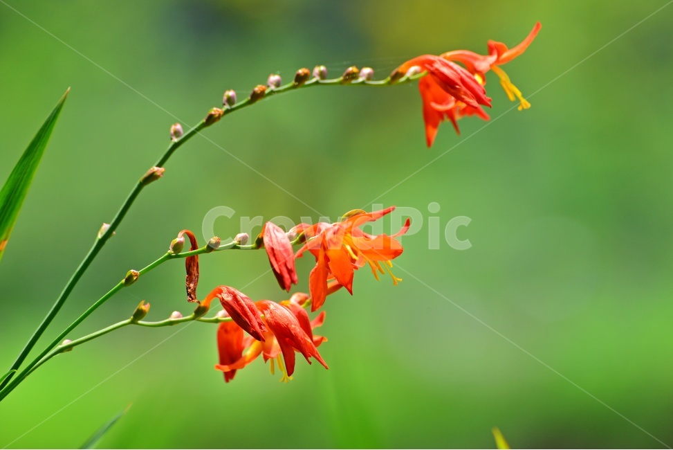 plant,식물,blossom,flower,꽃,애기범부처,식물,자연,plants,nature,꽃,flower
