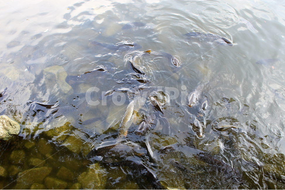 물고기,시냇물,동물원,zoo,고기밥,물,water,옥외,어류,물고기,fish