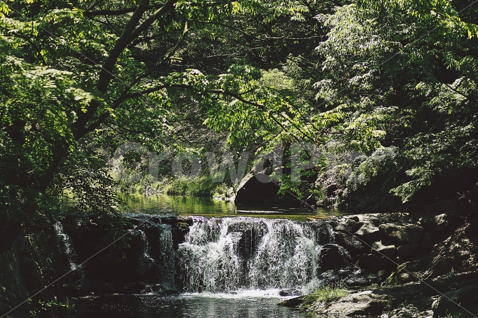 제주,여름,계곡,시원함,숲속,한국의숲,물,자연,풍경,nature,landscape,여름,계절,summer,season,감성,sensible,feeling,water,outdoors,옥외,river,강,waterfall,폭포