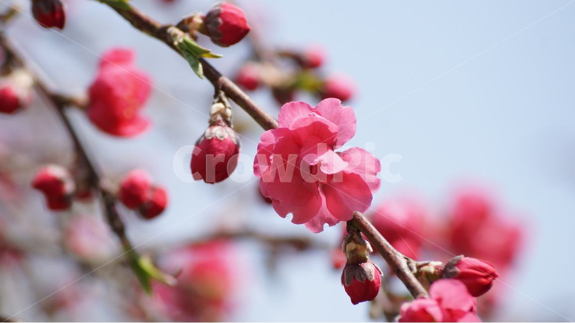 꽃,봄꽃,자연,풍경,야생화,봄,계절,spring,season,식물,자연,plants,nature,꽃,flower,plant