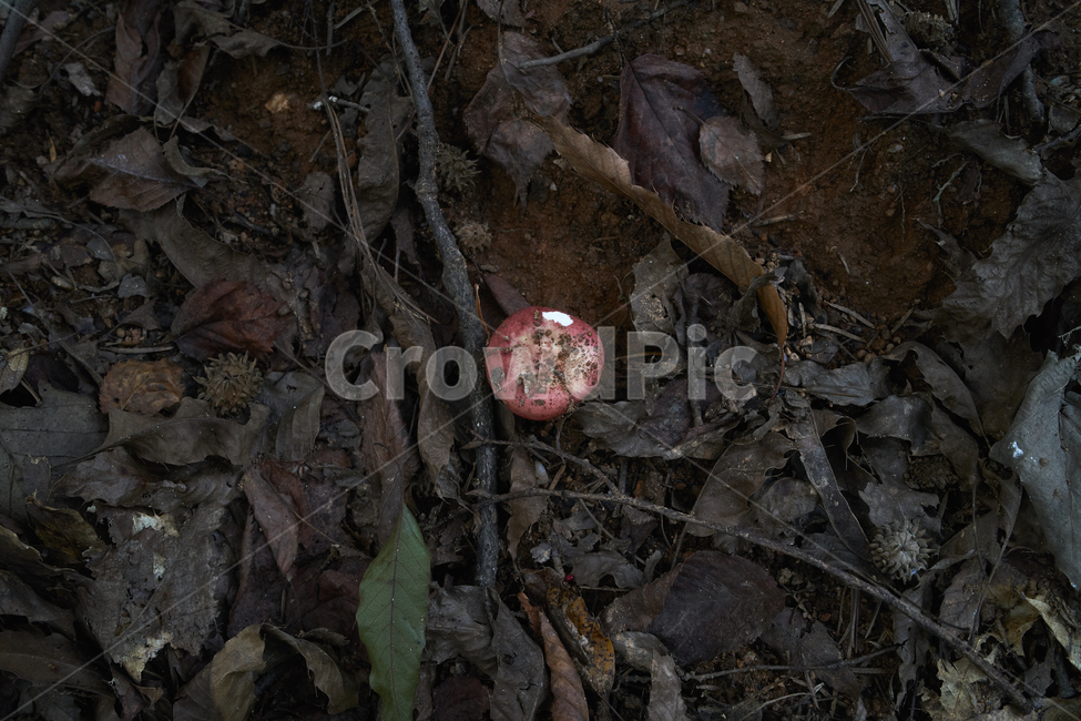 버섯,흙,땅,배경,바탕화면,ground,brown,버섯,mushroom