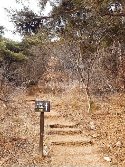 나무,소금산,산,계단,풍경