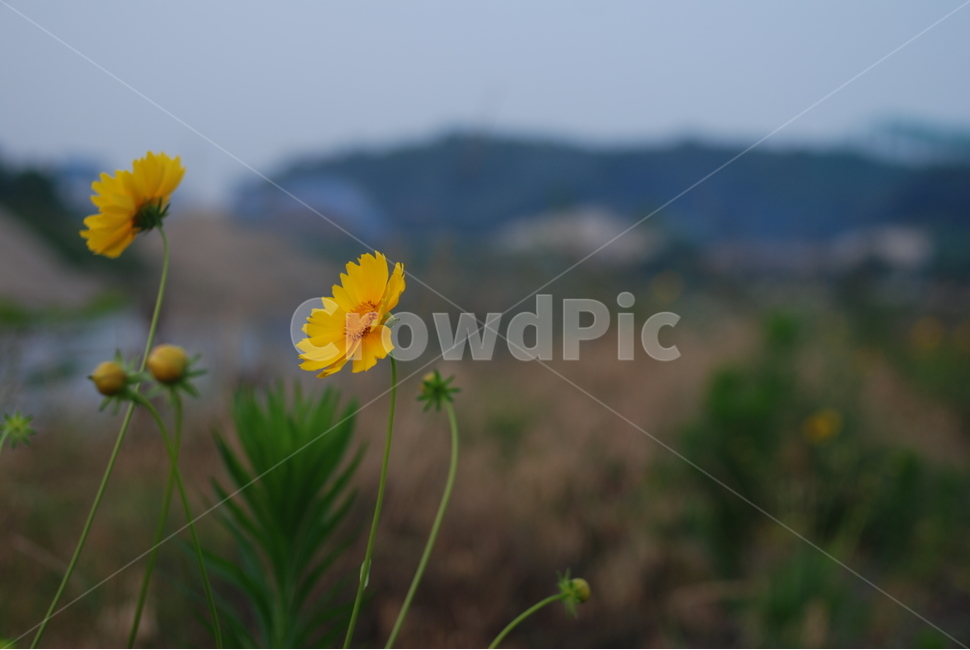 꽃,자연,계국꽃,감성,근접촬영