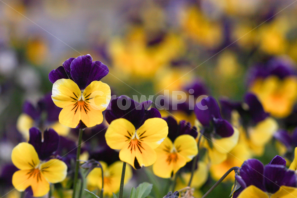 봄,꽃,자연,작은꽃,봄분위기,노랑꽃,보라꽃,flower,spring,nature,접사촬영,접사,식물,자연,plants,nature,꽃,flower