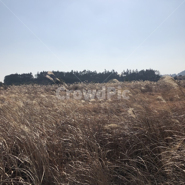 nature,자연,갈대,식물,바람,outdoors,자연,풍경,nature,landscape