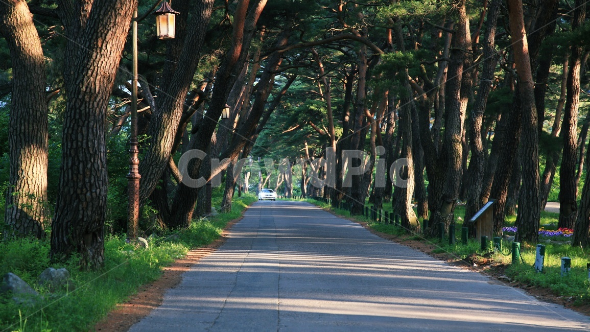 풍경,소나무,길,오솔길,경북,청도,운문사,자연,나무,솔,landscape,way,route,scenic,road
