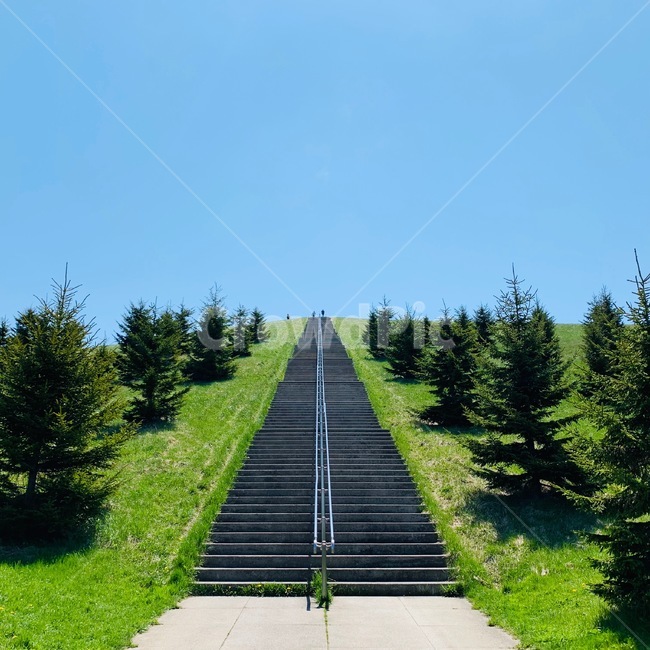 언덕,삿포로,모에레누마공원,모에레누마,tree,나무,plant,식물,자연,nature,공원,hill,park,일본,japan,sapporo,field