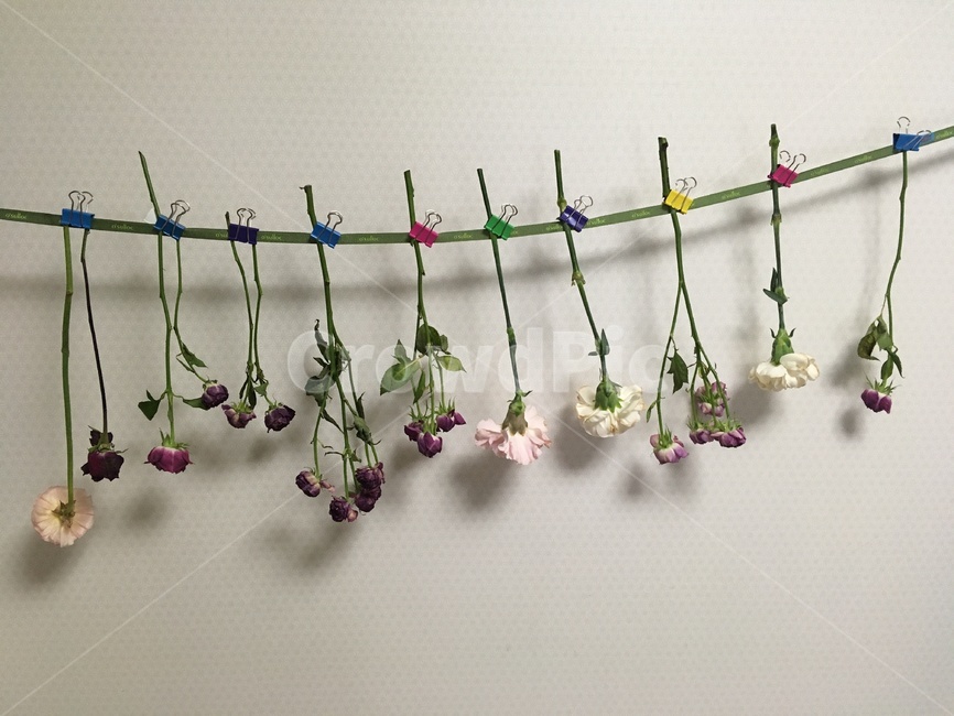 말린꽃,드라이플라워,장미꽃,보라꽃,꽃,꽃,flower