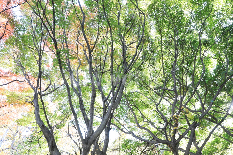 숲,공원,단풍,풍경,가을,가을,계절,fall,autumn,season,식물,자연,plants,nature,나무,trees,wood,tree,plant,tree trunk,나무 줄기