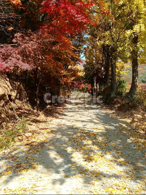 도로,길,등산로,산책로,road,가을,단풍,낙엽,계절