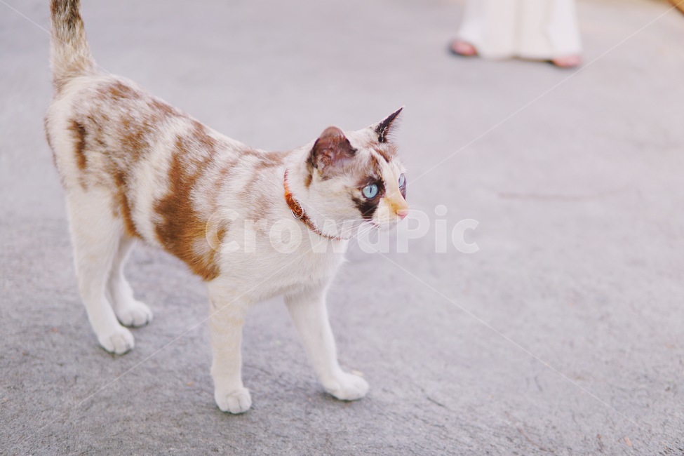 고양이,cat,animal,동물,동식물,샴고양이,거리,street,cute,귀여운,adorable,사랑스러운,예쁜,fur,털,pet,애완동물,동물,animal,포유류,mammal,고양이,cat,kitten,kitty