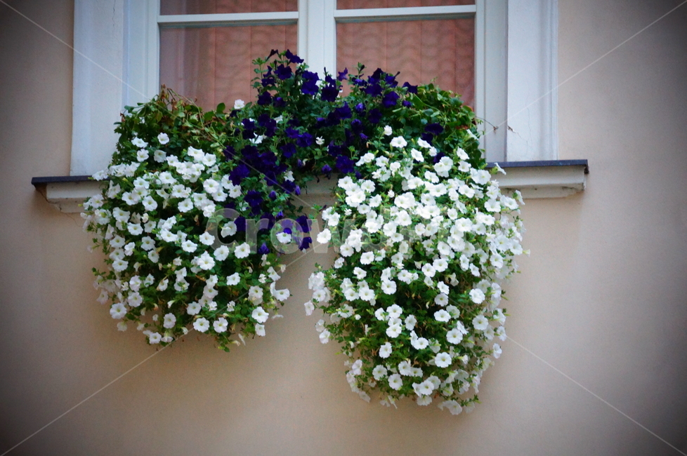 plant,flower,창가,식물,화분,꽃,하얀꽃,감성사진