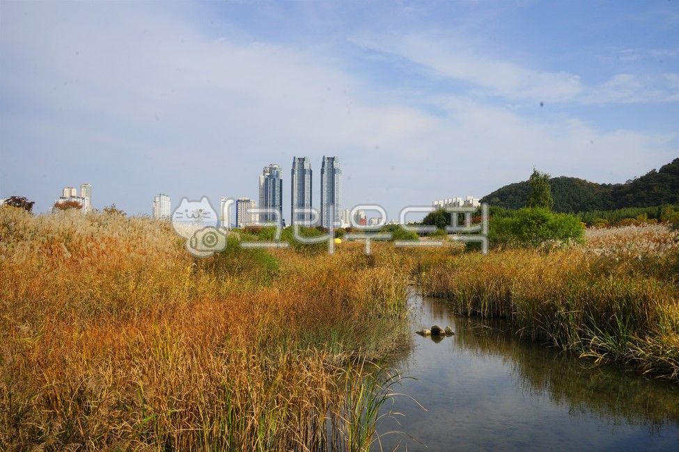 Silver grass,tree,riverside,national garden,pampas grass,Pink muhly,Taehwa River,plant,autumn,Wallpapers,walk