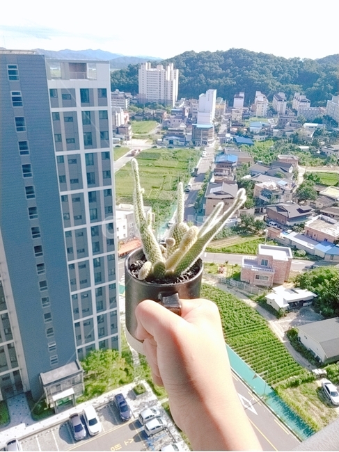 선인장,건물,시골,풍경,아파트아래