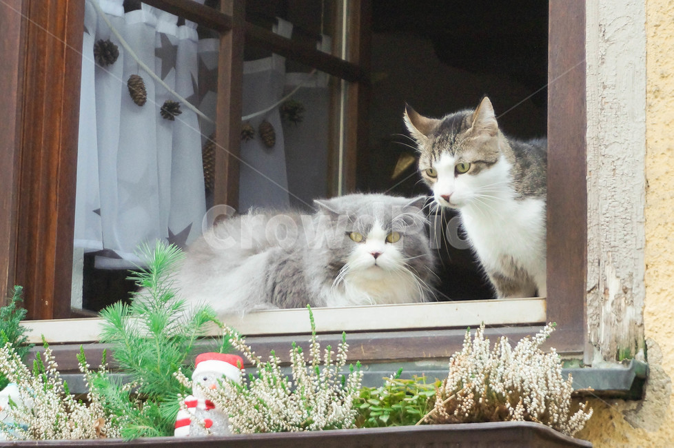 고양이,애완동물,집고양이,동물,cat,animal,kitten,kitty,동물,animal,포유류,mammal,고양이,cat,kitten,kitty