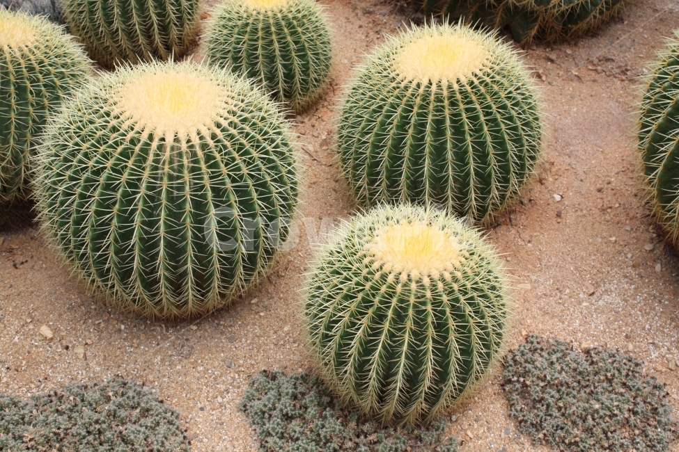 선인장,식물,가시,초록,갈색,식물,자연,plants,nature