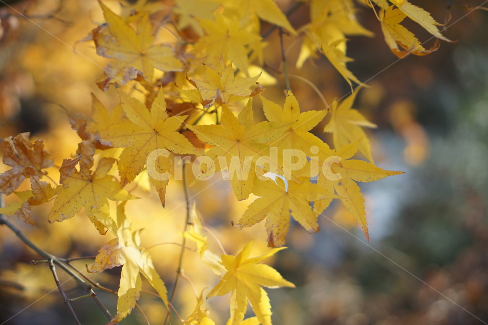 단풍,단풍놀이,가을,낙엽,가을산,힐링,가을,계절,fall,autumn,season,leaf,잎,plant,식물,tree,나무