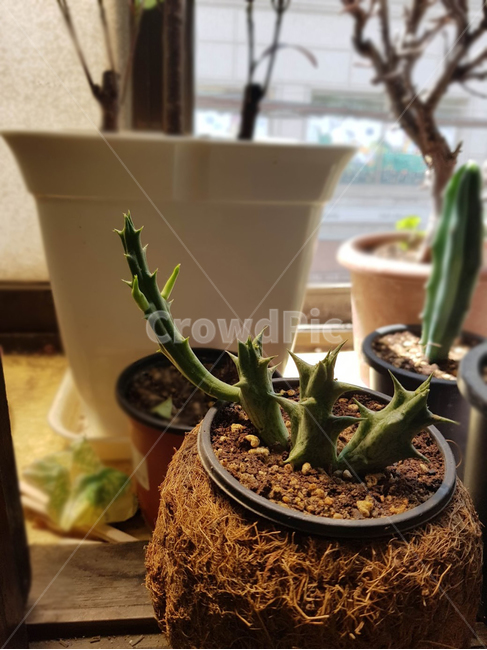 선인장,생장,초록,식물,plant