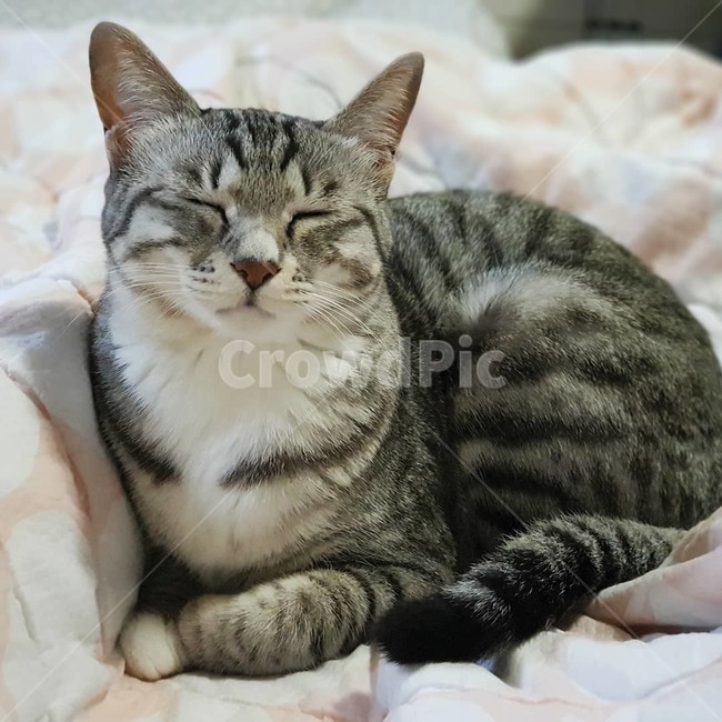 코리아숏헤어,잠,이불,sleeping,cat,자는모습,유기묘,반려동물