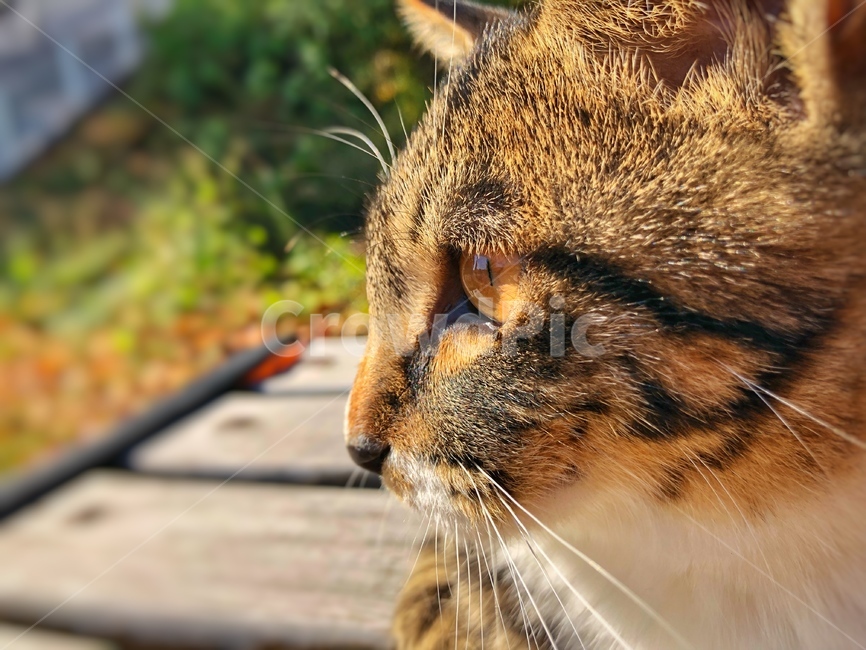 고양이,동물,길고양이,낙옆,눈동자,동물,animal,포유류,mammal,고양이,cat,kitten,kitty