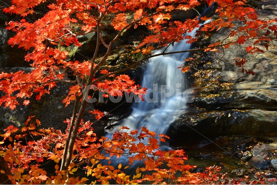 leaf,잎,plant,식물,nature,자연,outdoors,옥외,water,물,tree,나무,maple,단풍,지리산,피아골,피아골계곡,폭포,낙옆,뮬흐름,만추,가을,추색,계절